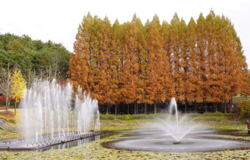충북 청주 가볼만한곳 – 청남대 단풍 & 대청호 드라이브로 떠나는 황금빛 가을 여행