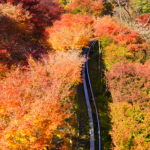 경기도 가볼만한곳 BEST5 화담숲 서울근교 여행코스