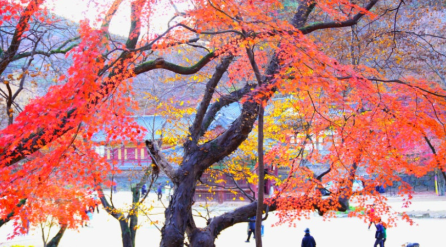 충남 공주 마곡사 단풍 여행가을에 걷기 좋은 사찰 산책 코스